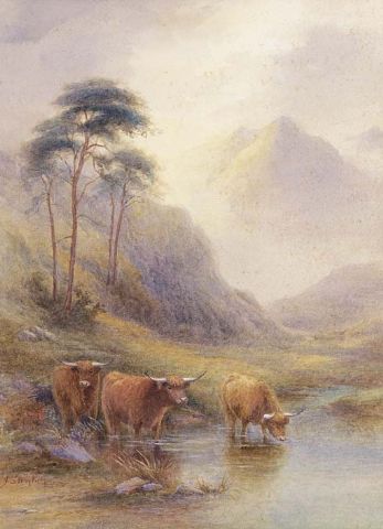 Highland cattle in a stream